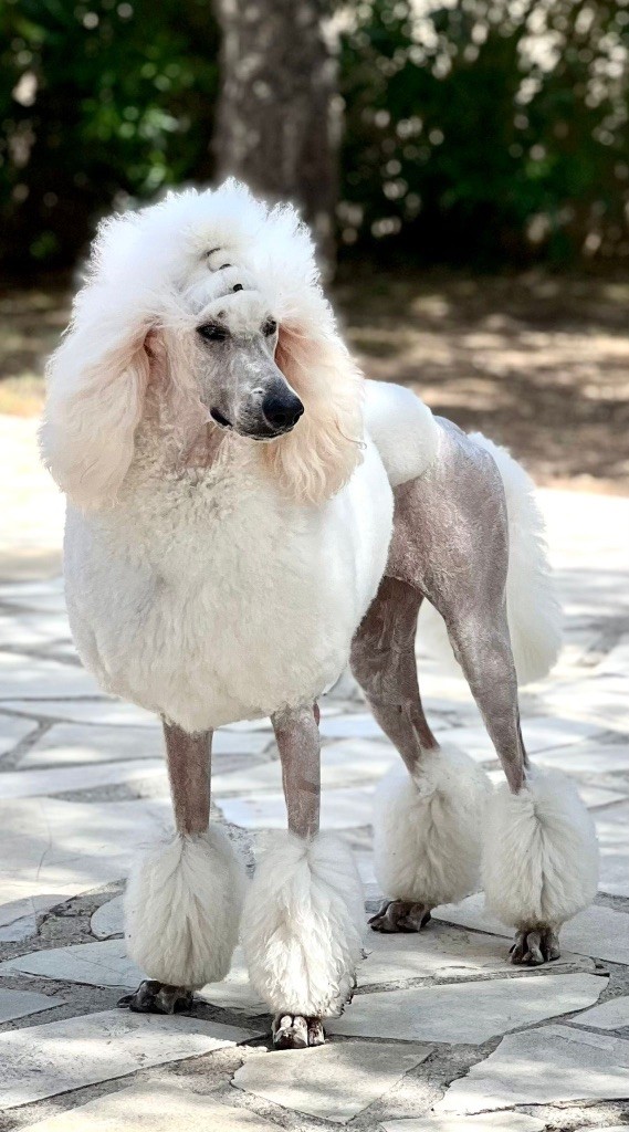 Tina des elegants de cyrthos